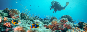 scuba diving/plongée sous-marine